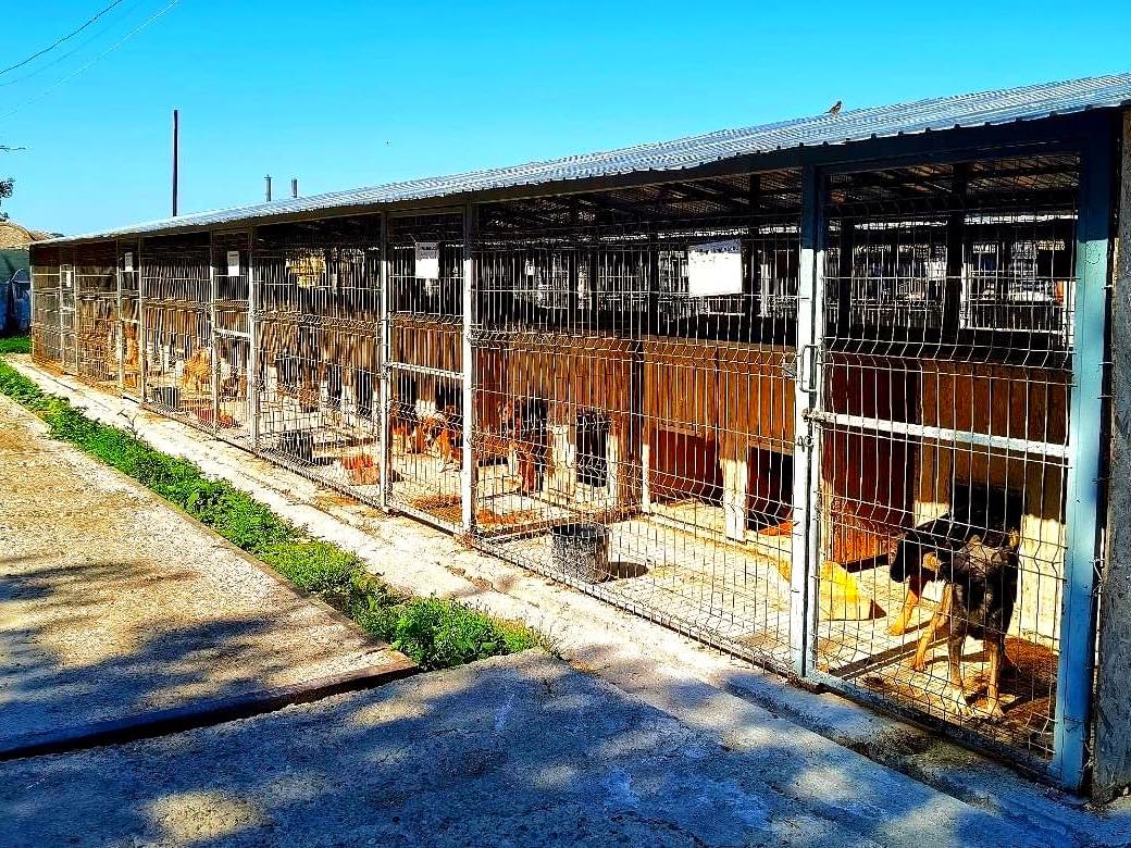 Serviciul gestionare câini fără stăpân